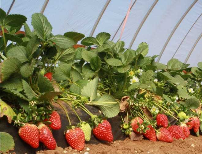 How to Plant Strawberries with Garlic for Enhanced Disease Resistance