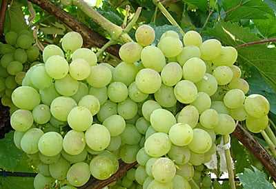 Sultana Grape Varieties: