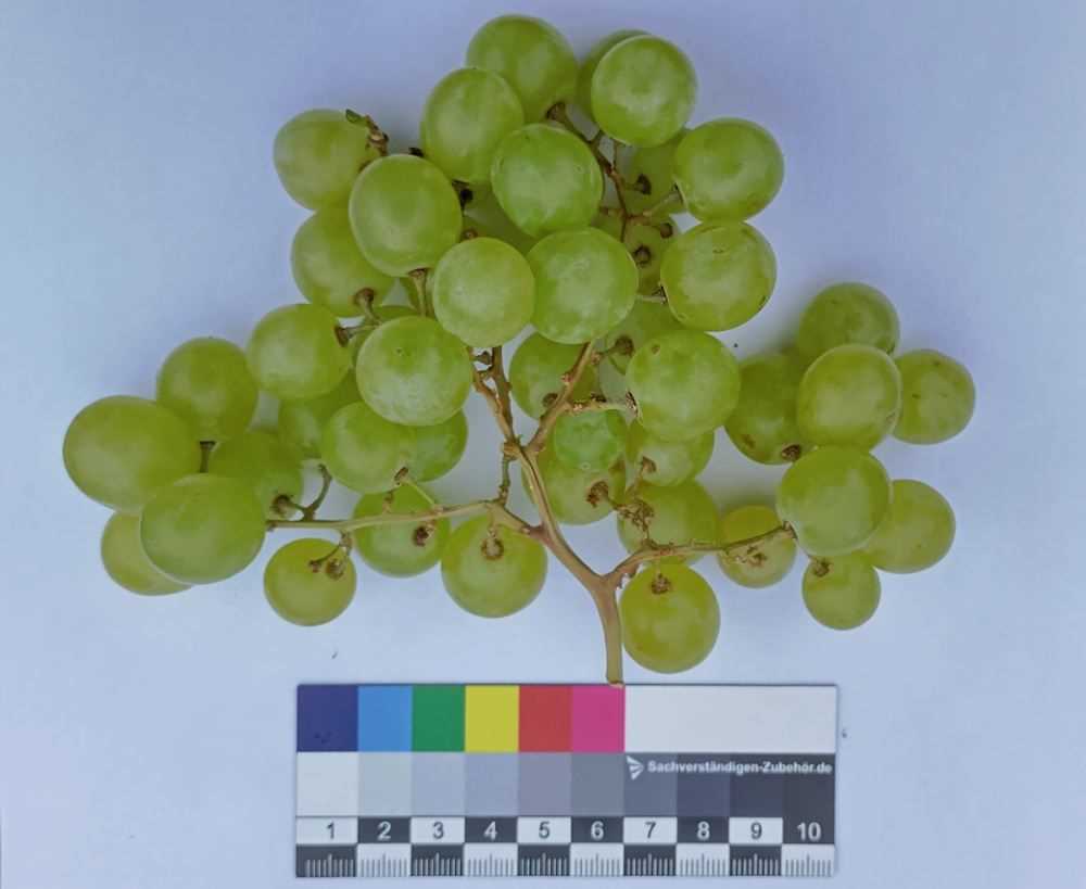 Muscat Grape Varieties: