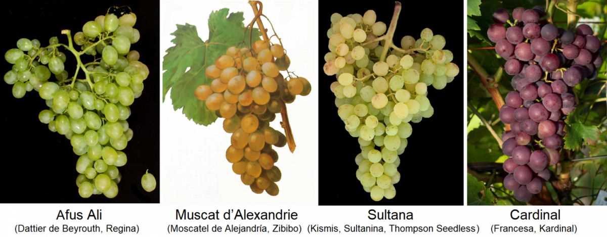 Disease-Resistant Grape Varieties: