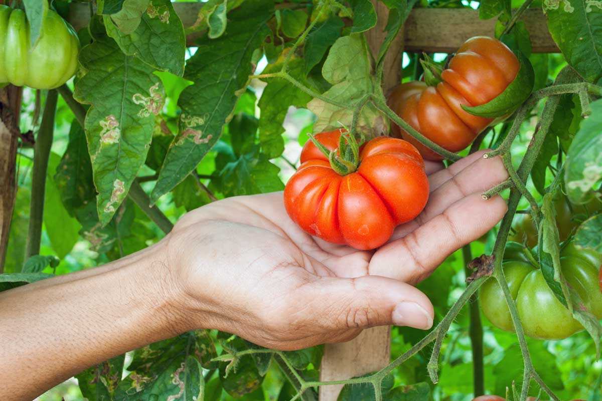 Beautiful Canning Options for High-Growing Tomatoes