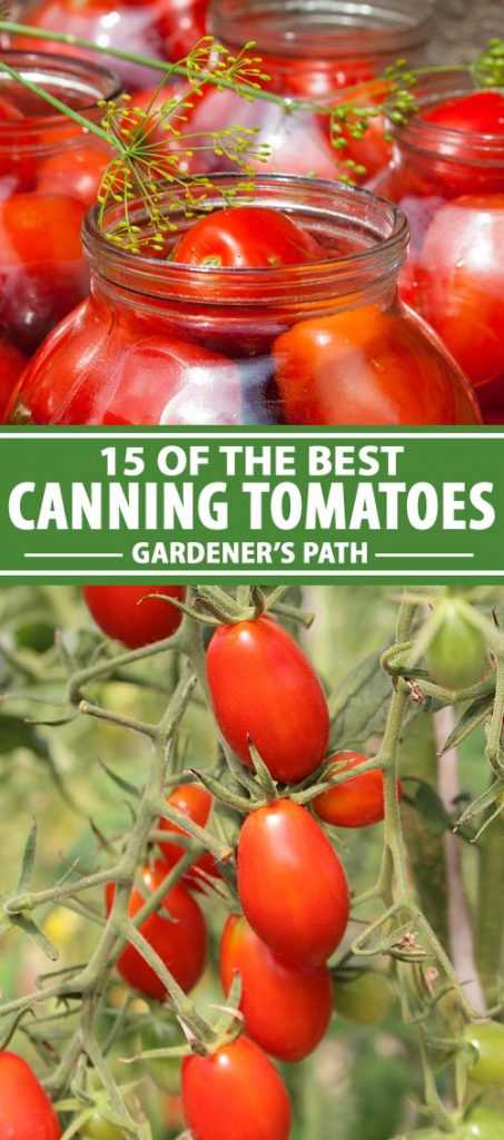 4 Salad Varieties of High-Growing Tomatoes