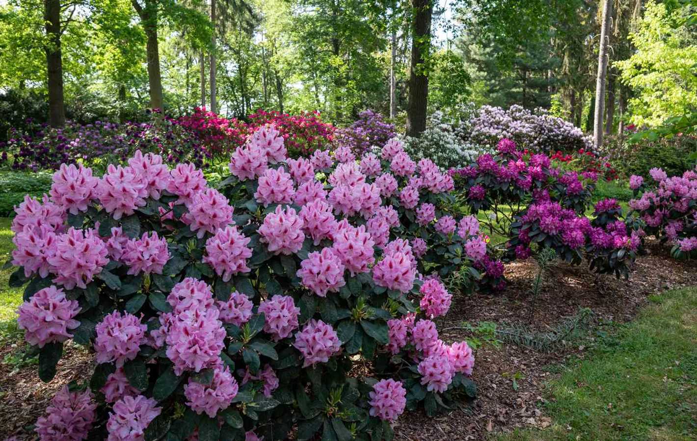 rhododendron cultivation planting care varieties 1ifk84fq