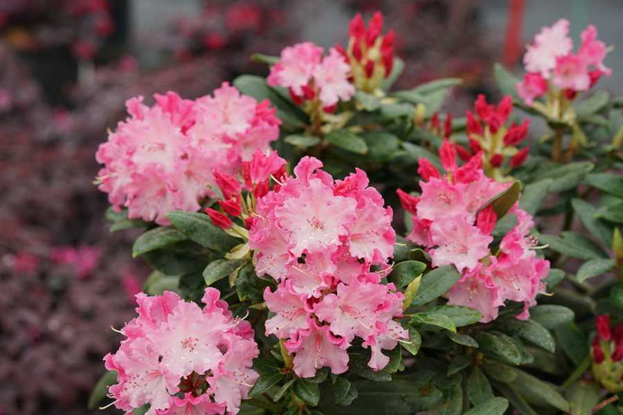 Tips for Successful Rhododendron Cultivation