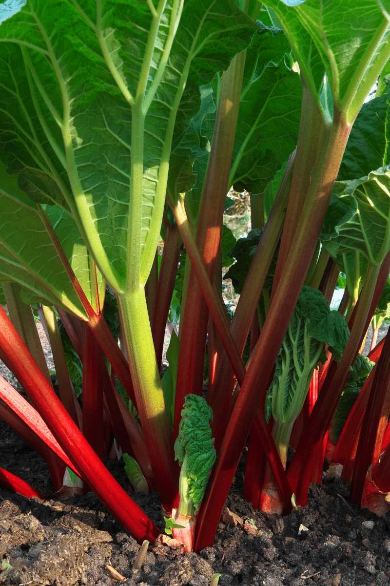 Preparing the Soil for Rhubarb Seeds