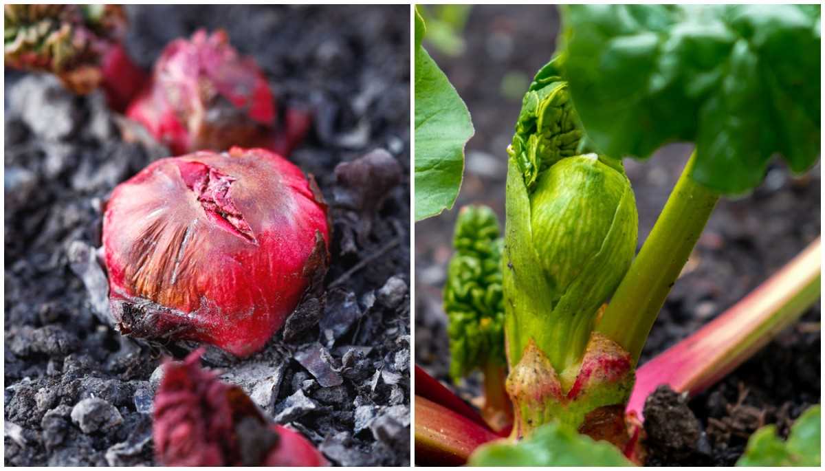 Watering and Fertilizing Rhubarb Plants