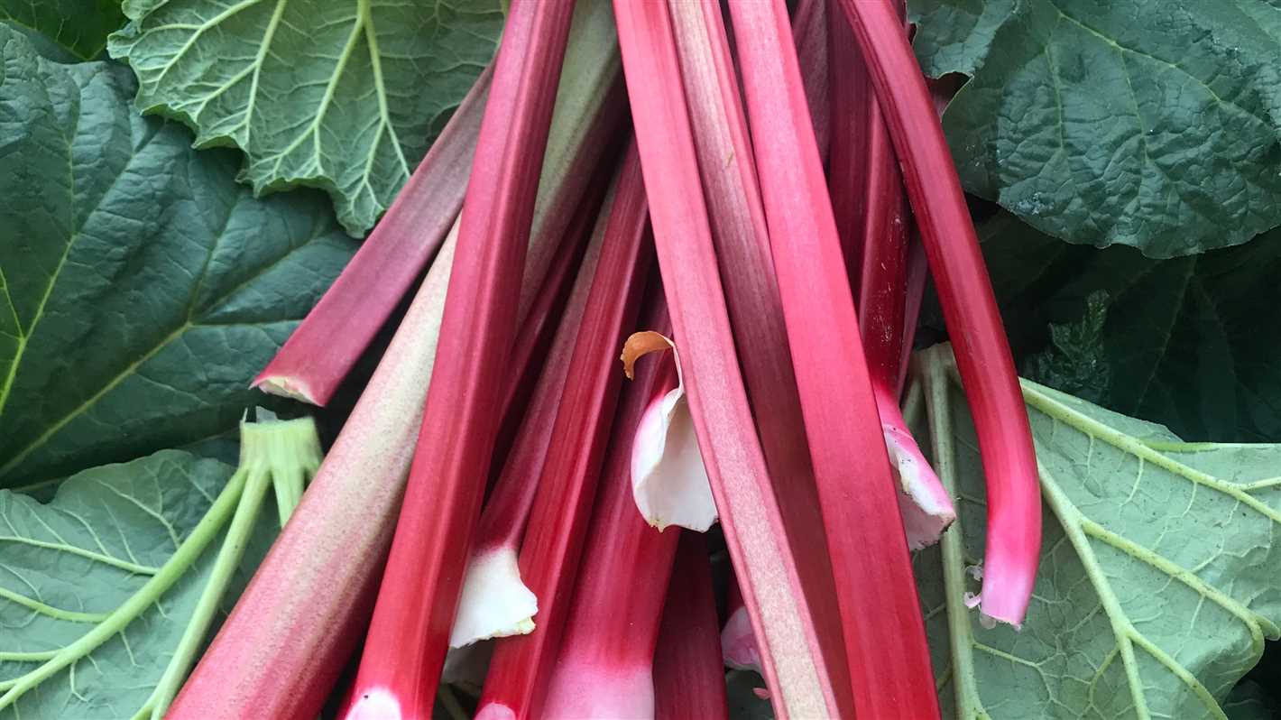 Harvesting and Storing Rhubarb