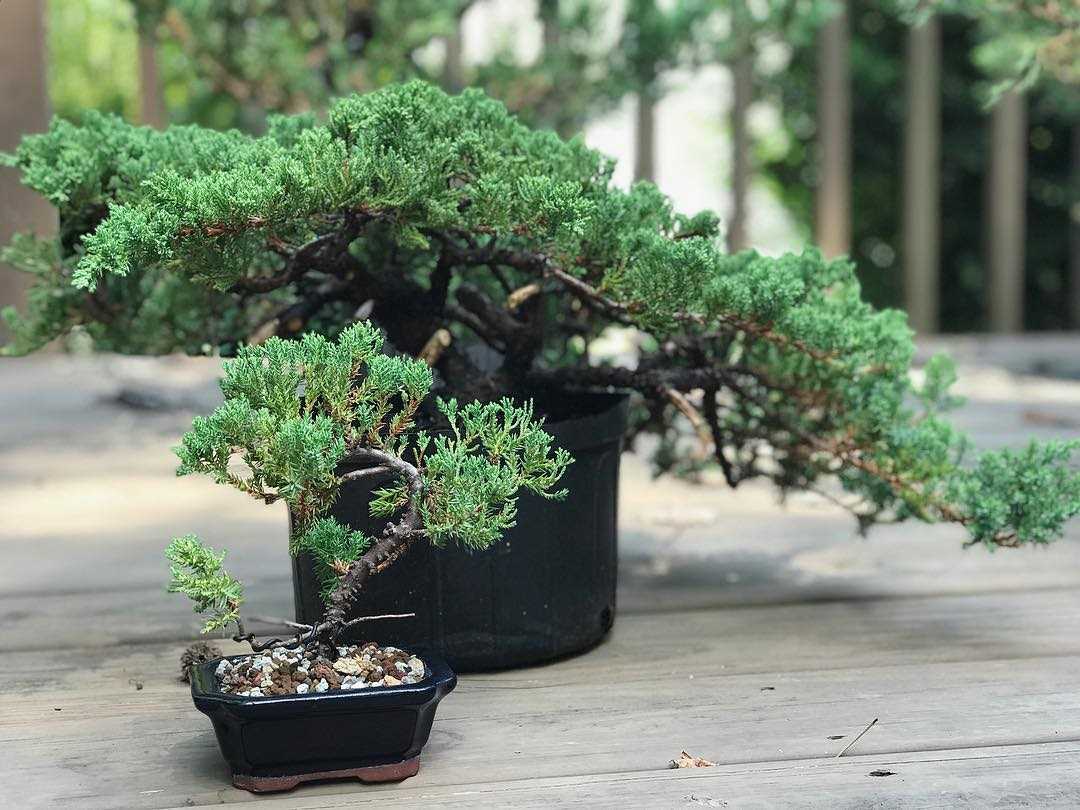 Potential Issues with Rock Juniper