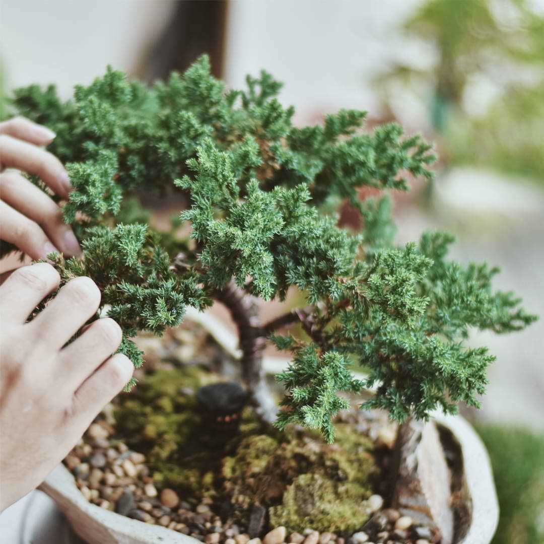 Common Pests and Diseases of Rock Juniper