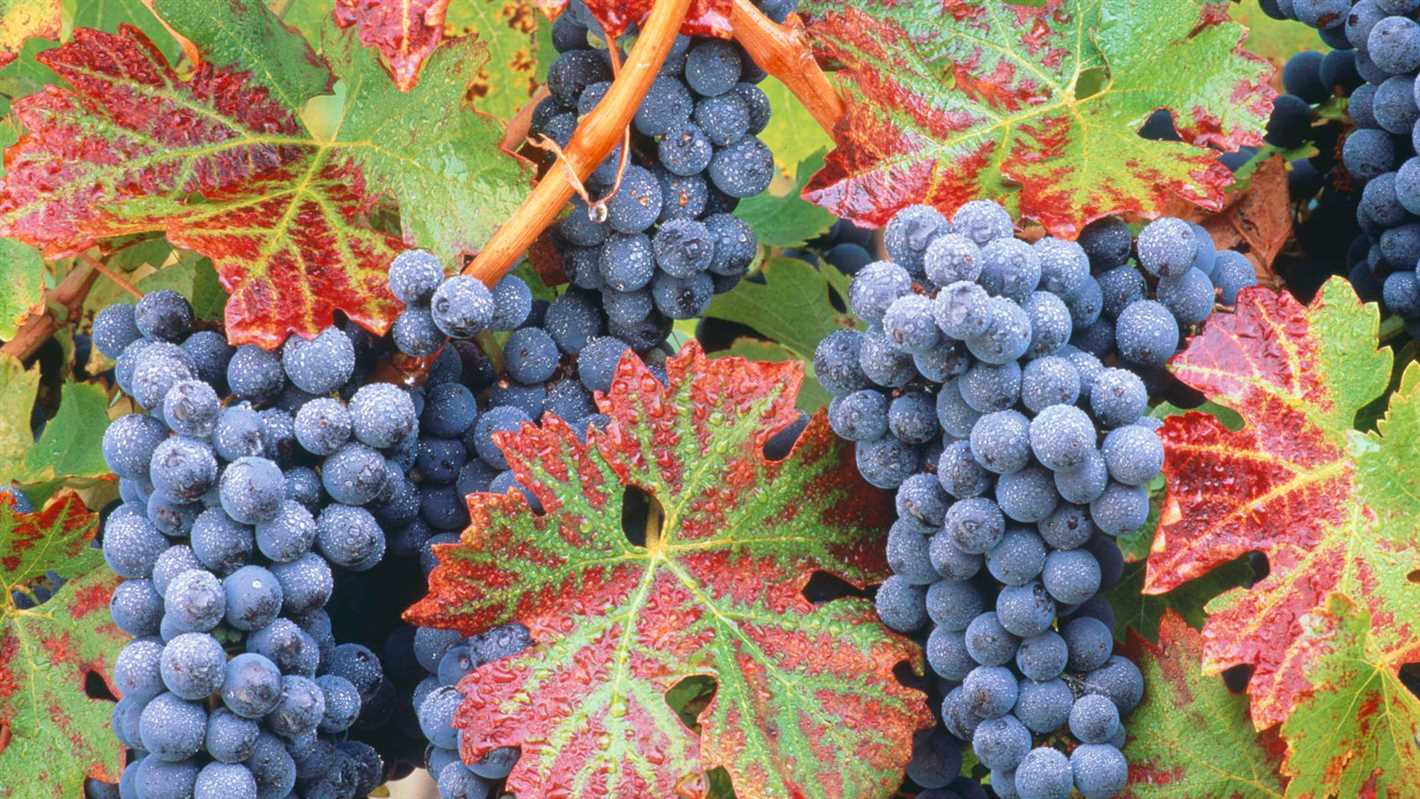 Preparing the Grapes for Rooting