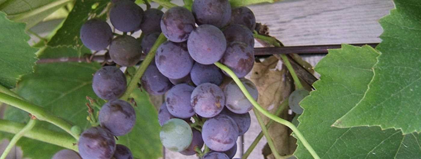 Dip the Cuttings in Rooting Hormone