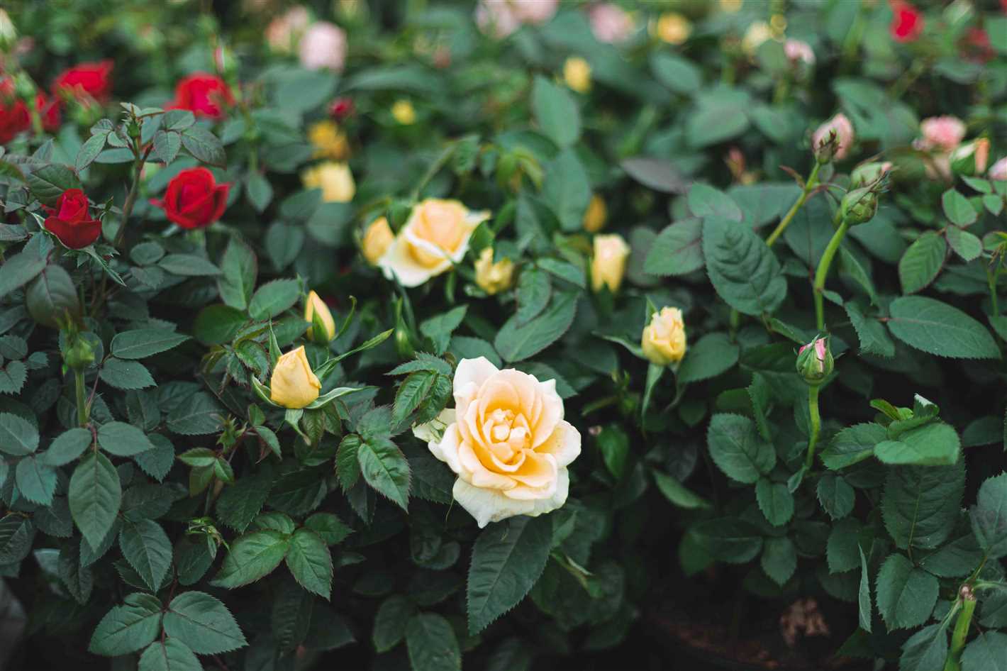 7. Monitor your roses: