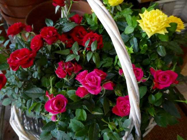 Fertilizing Your Indoor Roses