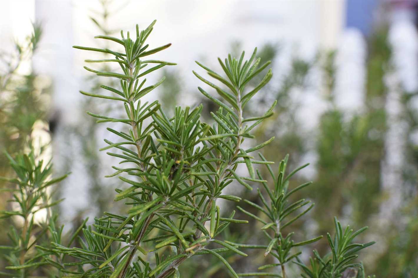 Preparing the Soil for Rosemary Planting