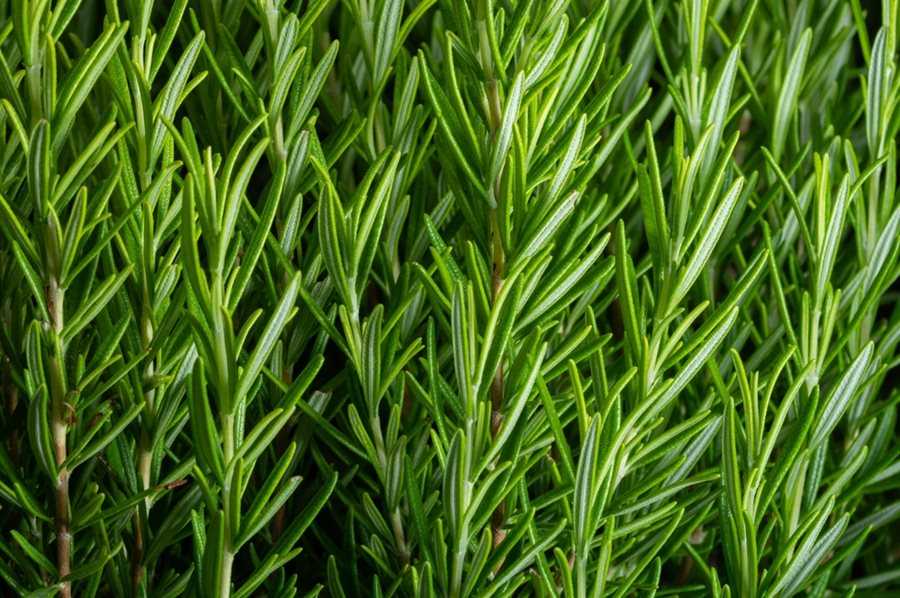 Pruning Rosemary