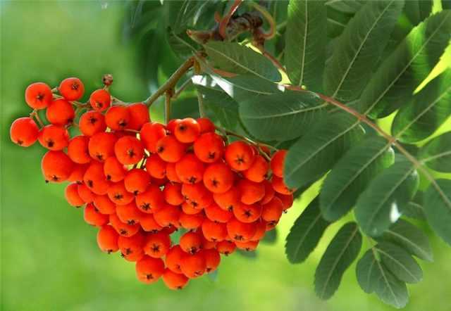 5. Swedish Rowan (Sorbus intermedia)