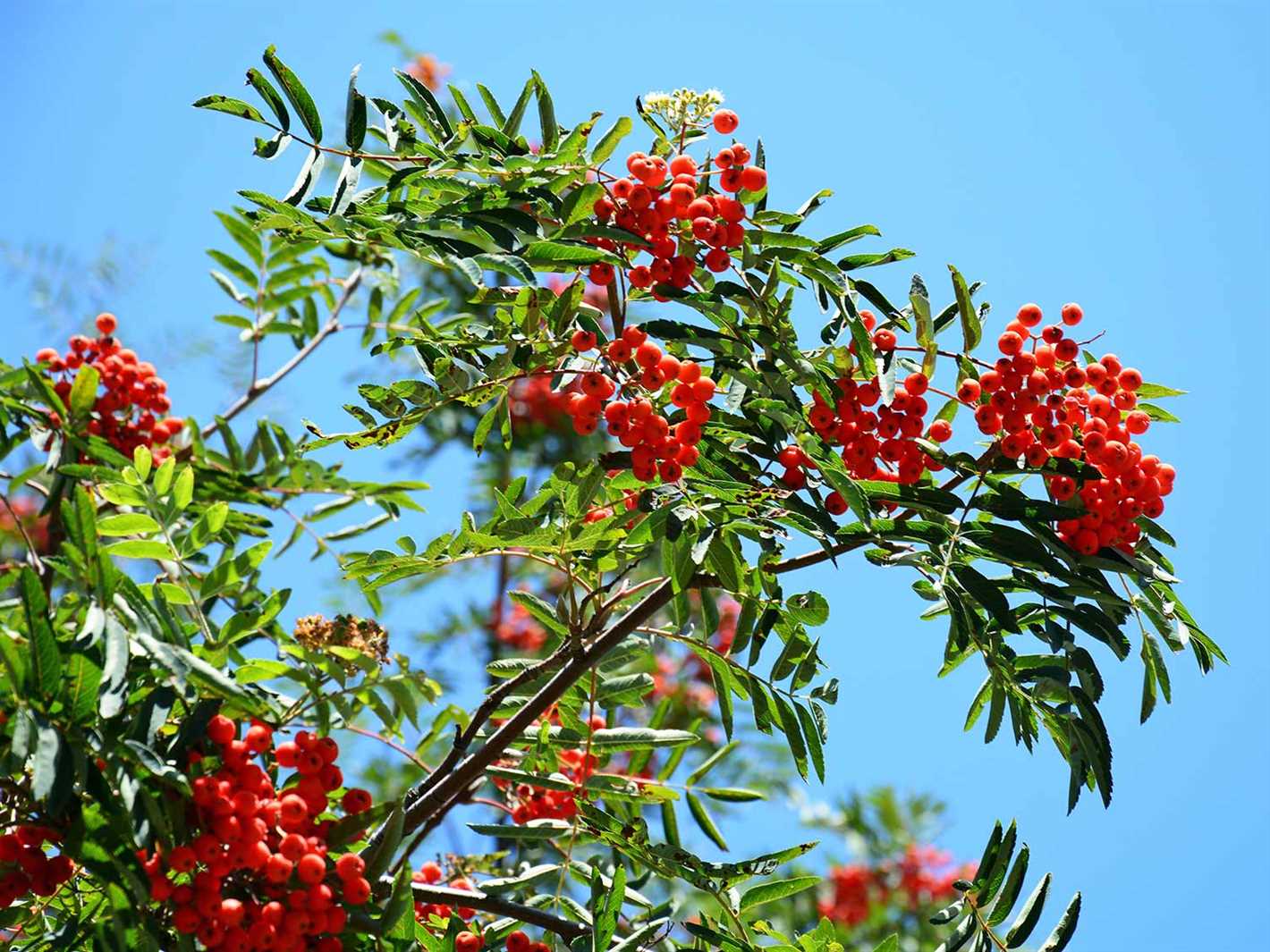 3. Sorbus bristoliensis