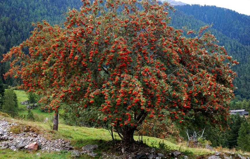 What are Rowan Berries?