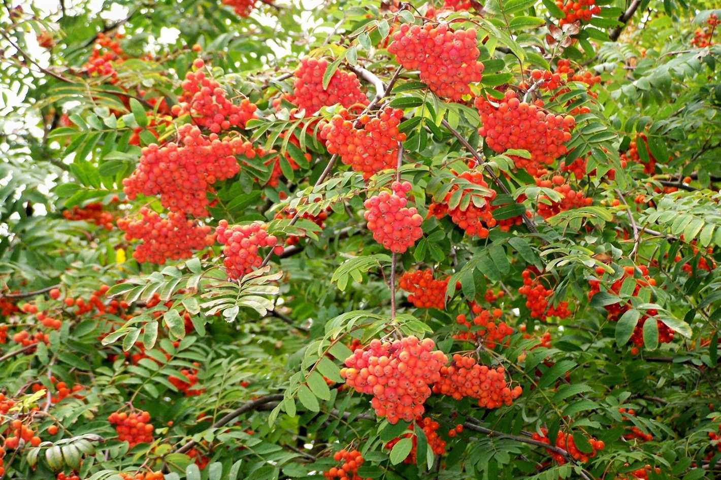 Enhancing the Beauty of Your Garden with Rowan-leaved Mountain Ash