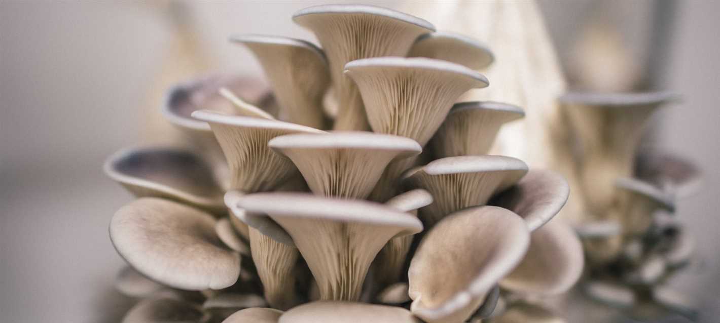 royal oyster mushroom at home how easy and simpl