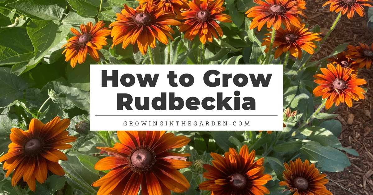 1. When to Harvest Rudbeckia Seeds