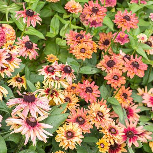 Dealing with Pests and Diseases in Rudbeckia Plants