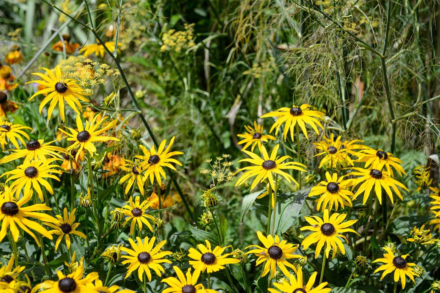 Benefits of Growing Rudbeckia from Seeds