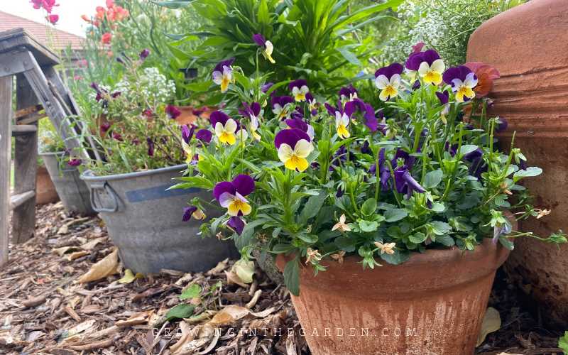 Choosing the Right Viola Variety