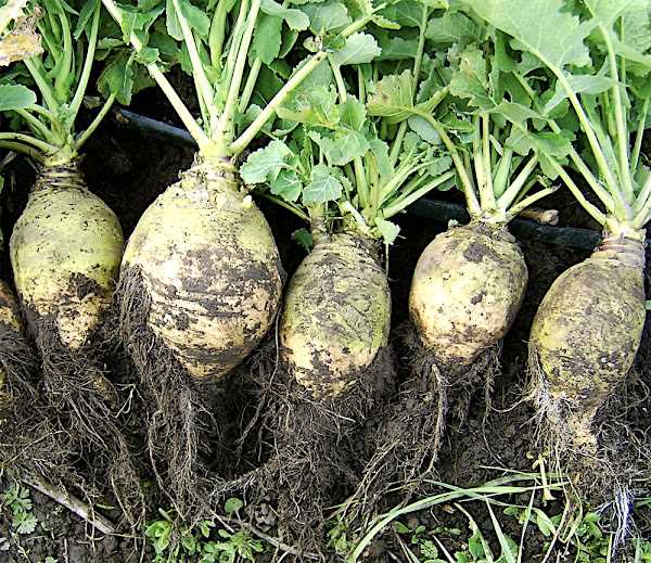 Using Rutabaga: