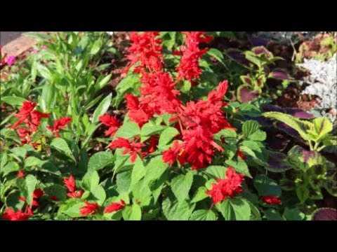 Harvesting and Using Salvia