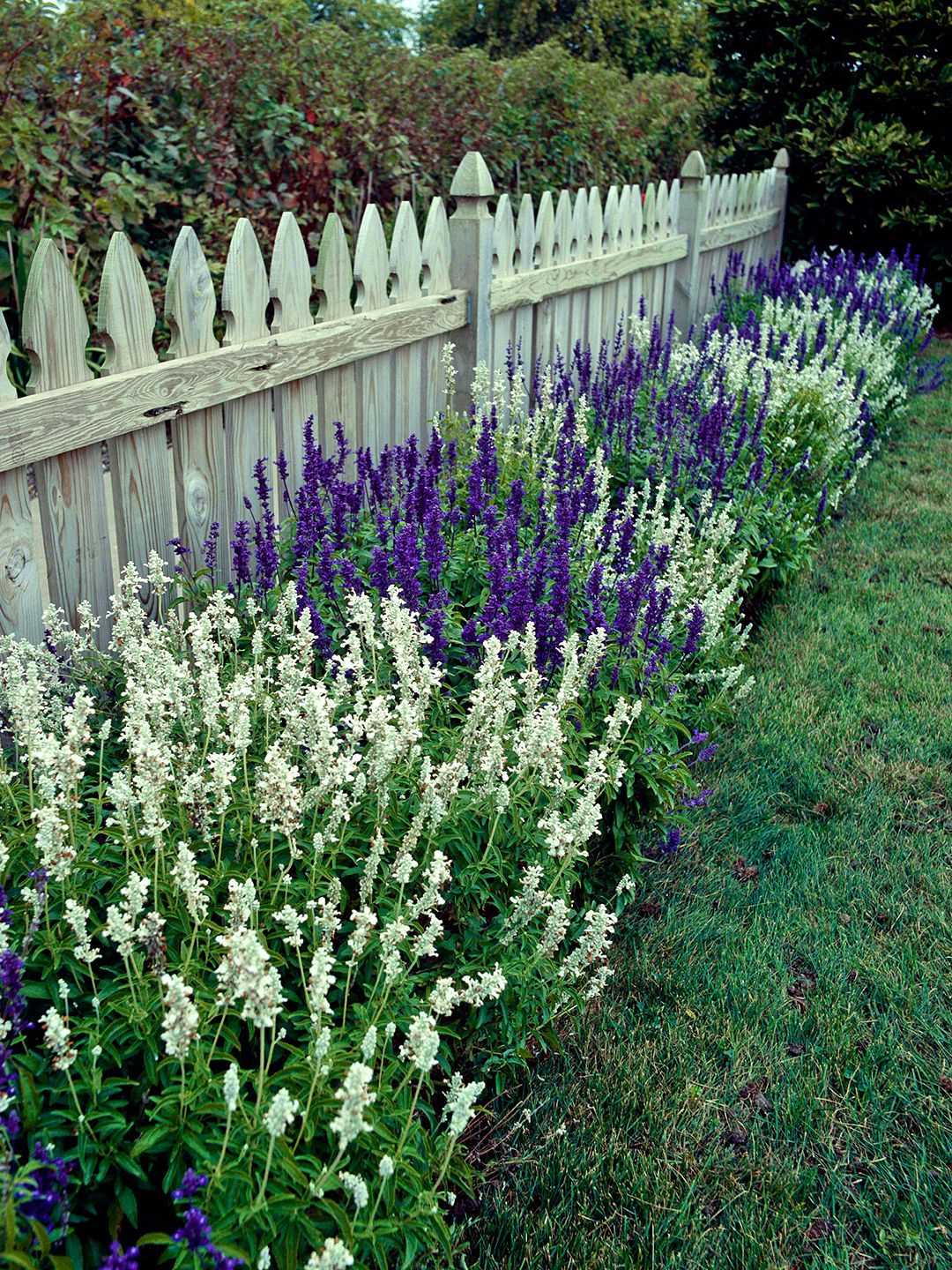 Benefits of Growing Salvia in Your Garden