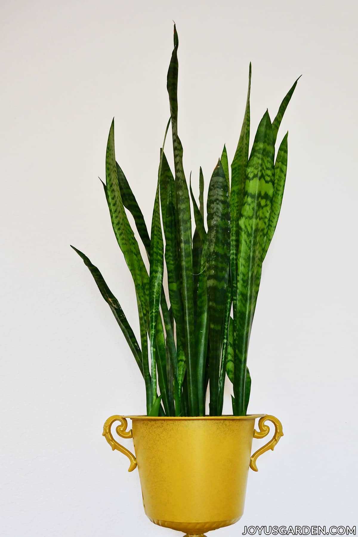 1. Sansevieria trifasciata