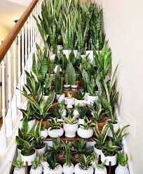 4. Sansevieria laurentii