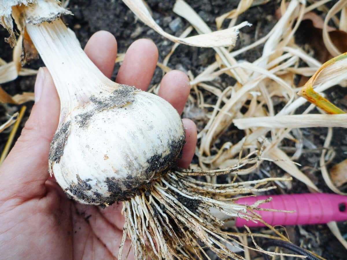 Understanding Peronosporosis and its Impact on Garlic Plants