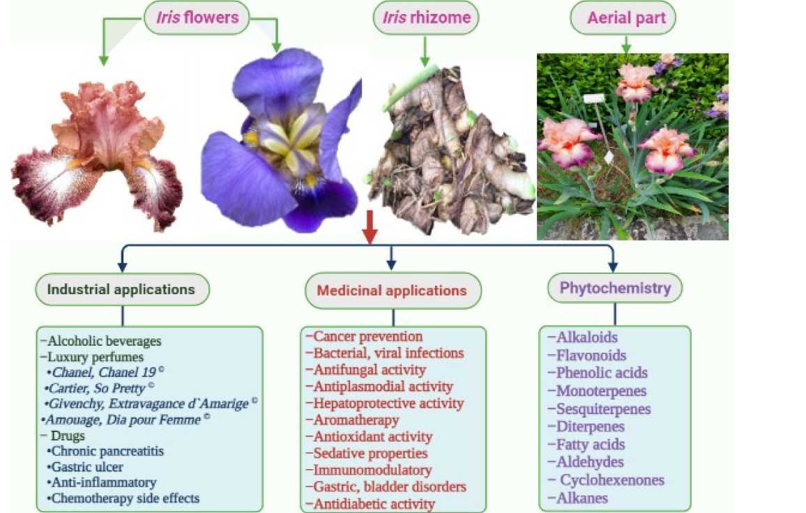 Why should you isolate infected plants?