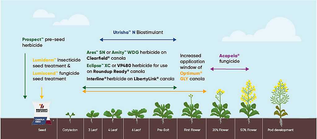 Factors contributing to blacklegs