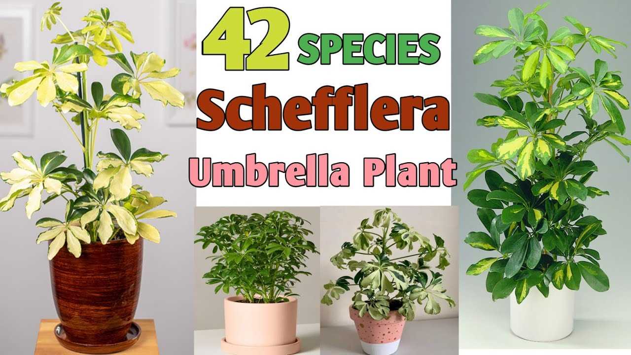 Schefflera: Care at Home, Types and Varieties   Your Ultimate Guide