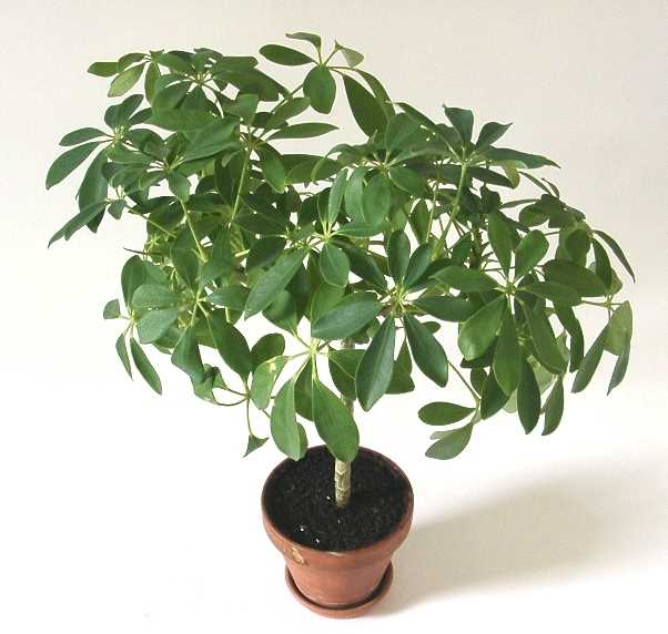  1. Schefflera arboricola 