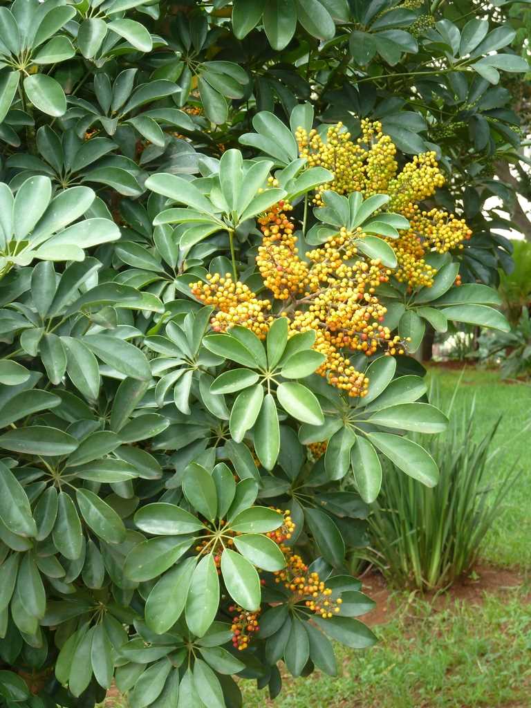 3. Schefflera delavayi (Delavay's Umbrella Tree)