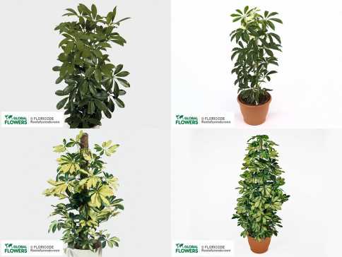 6. Schefflera pueckleri (Umbrella Tree)