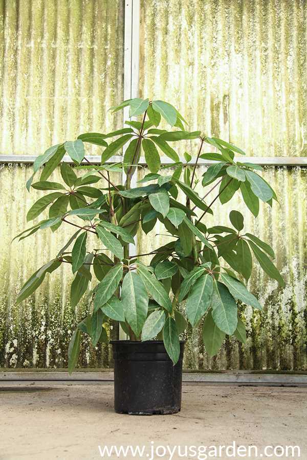 4. Schefflera elegantissima (False Aralia)