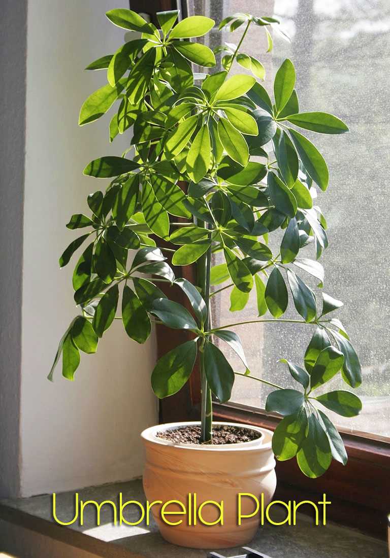 Step 5: Enjoy Your Propagated Schefflera Plants