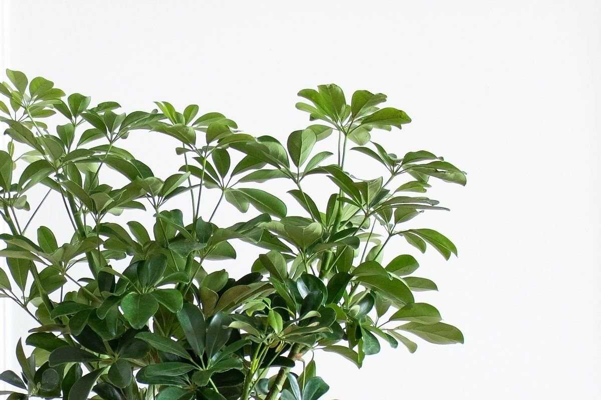 How to Propagate Schefflera: Step-by-Step Guide