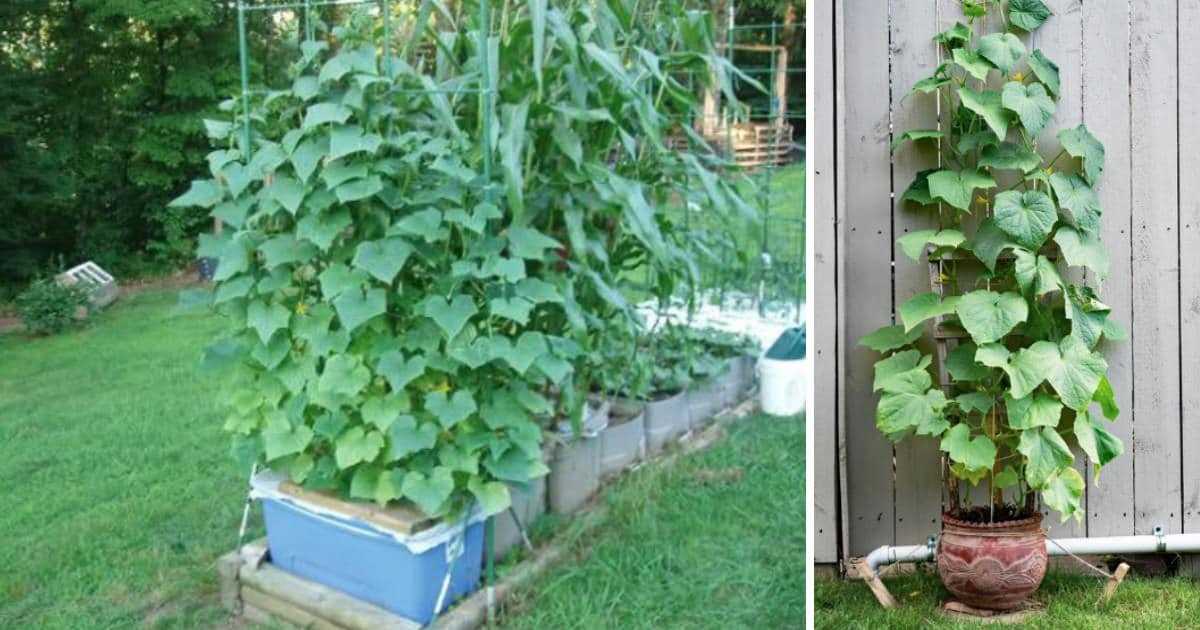 Tips for Watering and Fertilizing Cucumber Plants