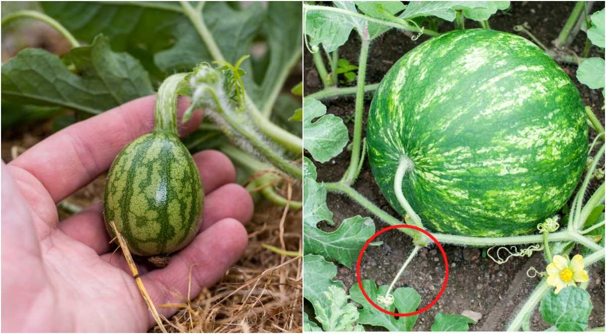 Secrets of growing watermelons: 6 time-tested tips on how to get large berries!