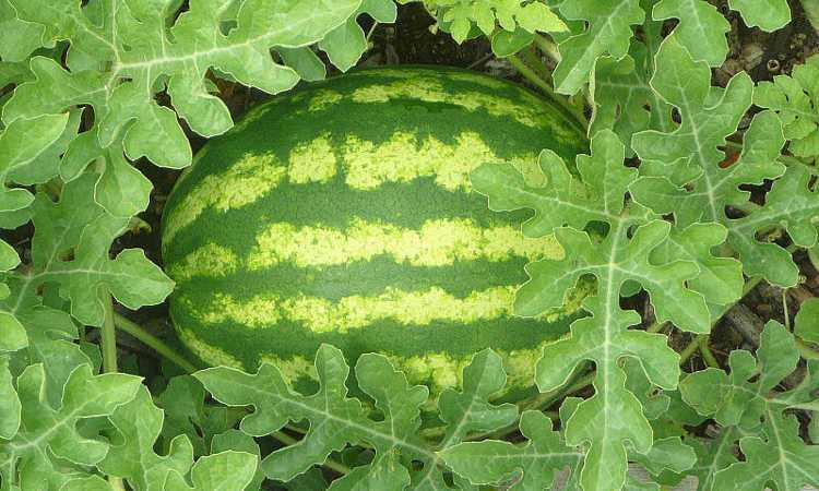 Harvesting and Storing Your Juicy Watermelons