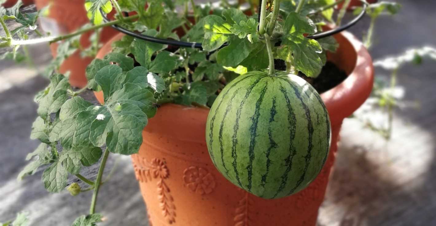 Selecting the Right Watermelon Variety