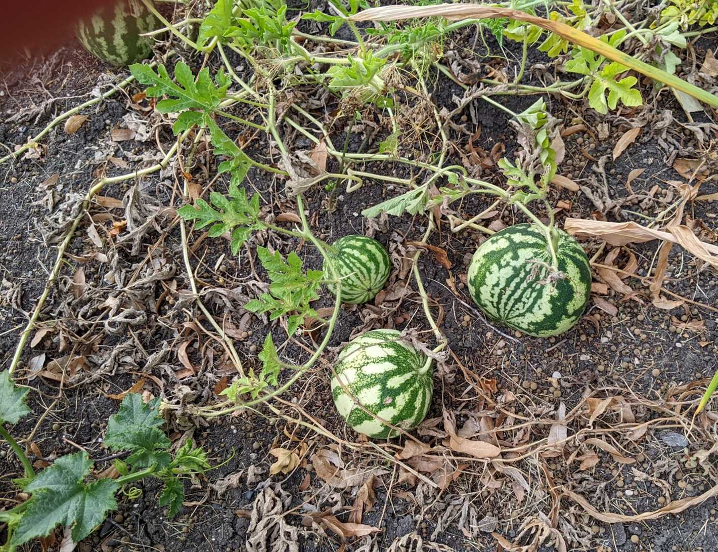 Plant Watermelon Seeds at the Right Time