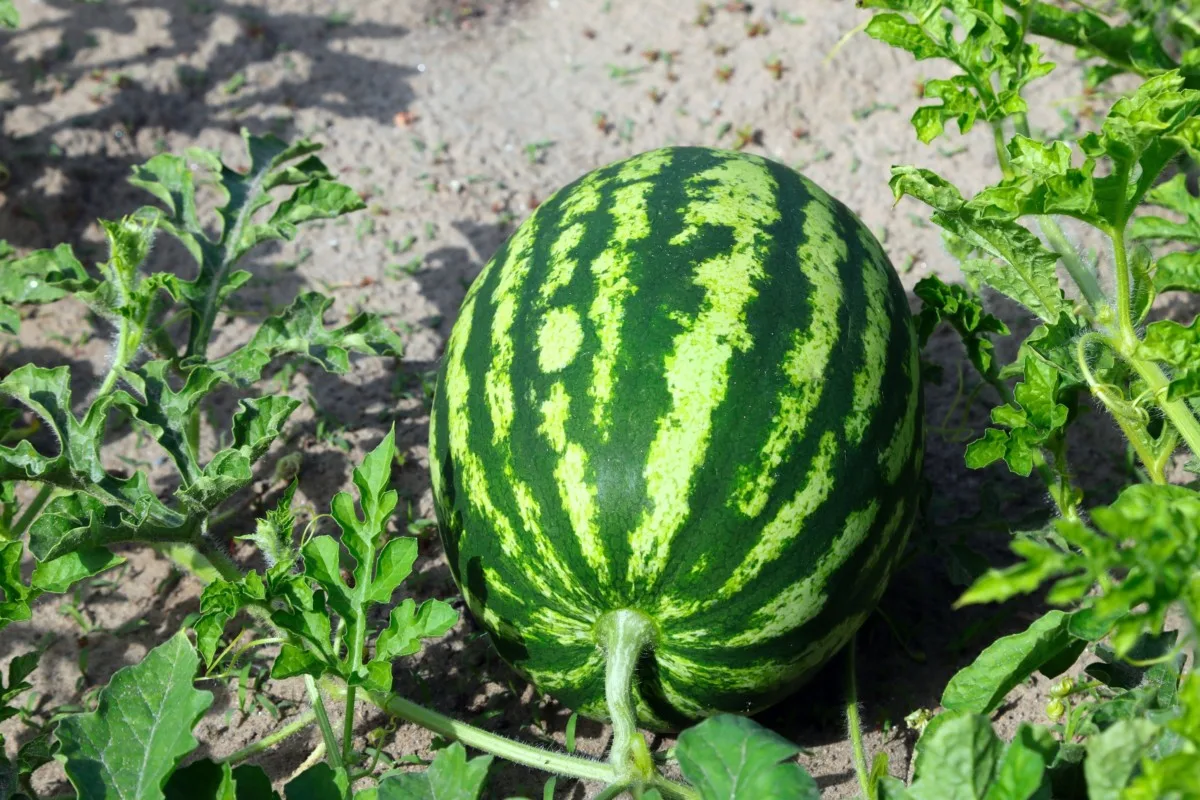 2. Harvesting the Watermelon