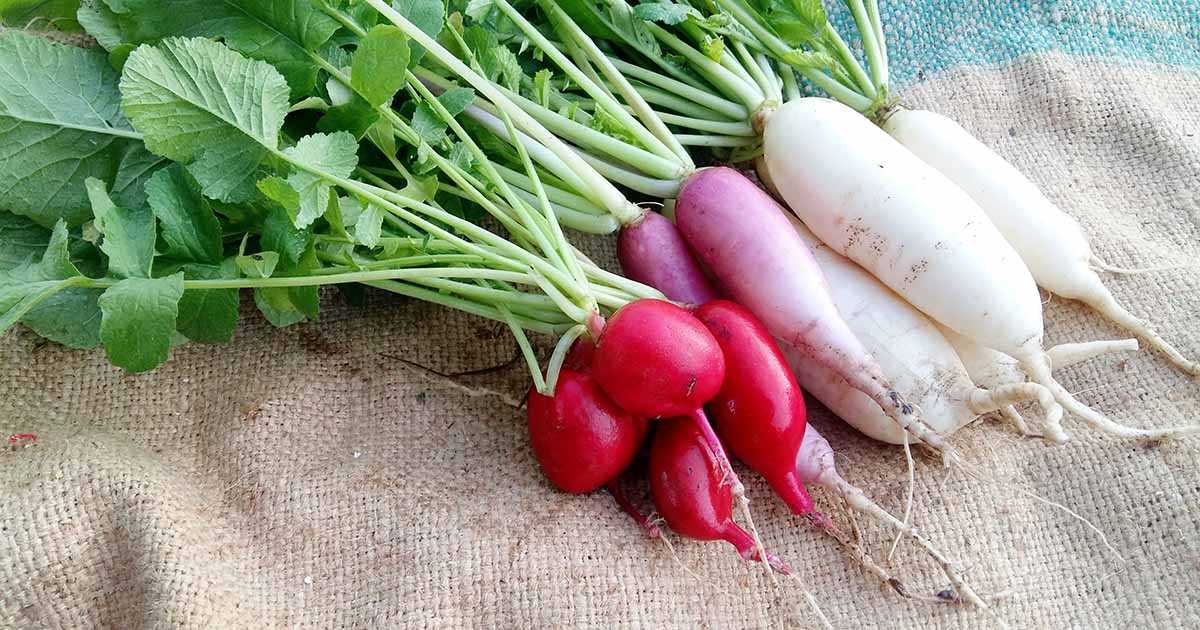 Choosing non-bolting radish varieties is important for several reasons: